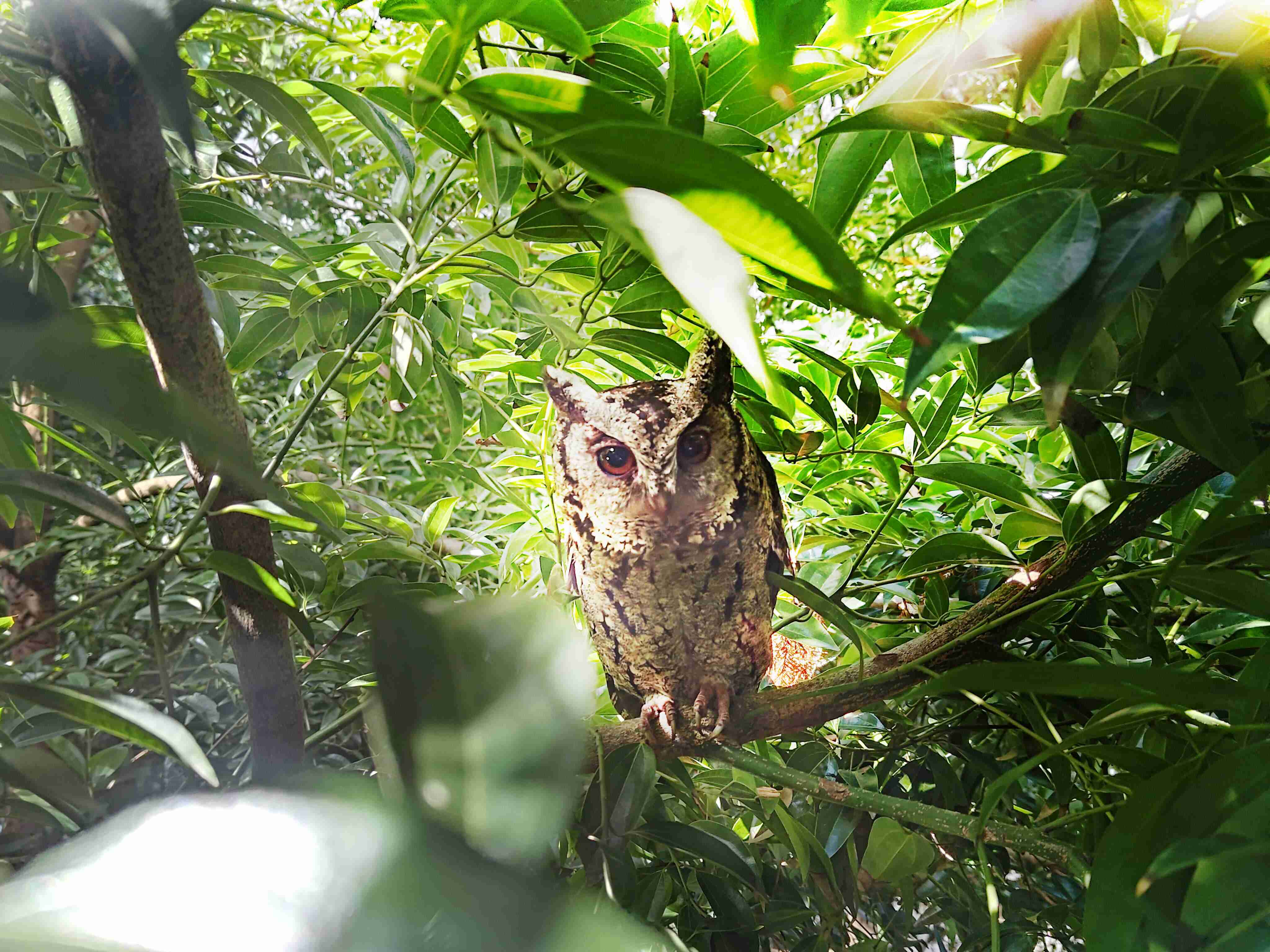 EBpay致力提倡净零绿生活，，，，16年以来在全球各厂区植树逾百万棵，，，，造就各厂区树木蔚然成林，，，，犹如森林工厂，，成为许多生物的栖息地